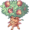 Live Peach Tree
